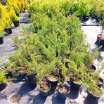 Borievka viržínska (Juniperus virginiana) ´HETZ´ - výška 15-20 cm, ⌀ 50-60 cm, kont. C2L - 2. Trieda/Kvalita B